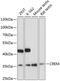 cAMP-responsive element modulator antibody, 19-762, ProSci, Western Blot image 