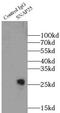 Synaptosome Associated Protein 25 antibody, FNab08057, FineTest, Immunoprecipitation image 