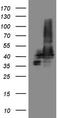 Stomatin Like 2 antibody, TA808234, Origene, Western Blot image 