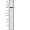 Rhophilin-1 antibody, abx218298, Abbexa, Western Blot image 