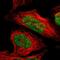 Zinc Finger Protein 148 antibody, HPA001656, Atlas Antibodies, Immunofluorescence image 