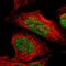 Zinc finger protein 148 antibody, HPA001656, Atlas Antibodies, Immunofluorescence image 