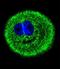 Myosin VI antibody, LS-C164716, Lifespan Biosciences, Immunofluorescence image 