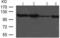 Tripartite Motif Containing 28 antibody, TA322559, Origene, Western Blot image 