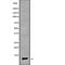 Cytochrome C Oxidase Subunit 7A1 antibody, abx149507, Abbexa, Western Blot image 