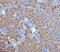 SLC9A3 Regulator 1 antibody, A02427-1, Boster Biological Technology, Immunohistochemistry paraffin image 