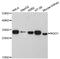 NAD(P)H Quinone Dehydrogenase 1 antibody, MBS126115, MyBioSource, Western Blot image 