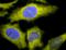 T-Complex 1 antibody, orb151162, Biorbyt, Immunofluorescence image 