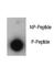 p21 antibody, F48425-0.4ML, NSJ Bioreagents, Dot Blot image 