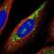 Ring Finger Protein 115 antibody, NBP1-85586, Novus Biologicals, Immunofluorescence image 