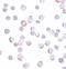 Maelstrom Spermatogenic Transposon Silencer antibody, A08829, Boster Biological Technology, Immunocytochemistry image 