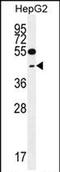 Glutaredoxin 3 antibody, PA5-71631, Invitrogen Antibodies, Western Blot image 