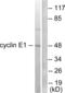 Cyclin E1 antibody, LS-B6274, Lifespan Biosciences, Western Blot image 