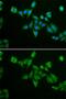 BCL2 Interacting Protein 2 antibody, GTX30091, GeneTex, Immunofluorescence image 