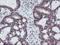 Phosphoglycerate Mutase 2 antibody, LS-C337465, Lifespan Biosciences, Immunohistochemistry frozen image 