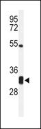 Neb-1 antibody, PA5-26623, Invitrogen Antibodies, Western Blot image 