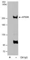 Autophagy Related 2A antibody, PA5-78435, Invitrogen Antibodies, Immunoprecipitation image 