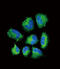 Choline O-Acetyltransferase antibody, abx034433, Abbexa, Immunofluorescence image 