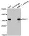 MNAT1 Component Of CDK Activating Kinase antibody, STJ24594, St John