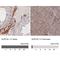 Suv3 Like RNA Helicase antibody, NBP2-34047, Novus Biologicals, Immunohistochemistry paraffin image 