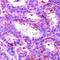 Mitogen-Activated Protein Kinase 1 antibody, PA1-37640, Invitrogen Antibodies, Immunohistochemistry paraffin image 
