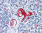 Von Willebrand Factor antibody, 51-075, ProSci, Immunohistochemistry paraffin image 