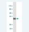 BM-90 antibody, H00002192-M02, Novus Biologicals, Western Blot image 