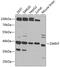 ZW10 Interacting Kinetochore Protein antibody, 22-131, ProSci, Western Blot image 