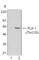 Polo Like Kinase 1 antibody, 628901, BioLegend, Western Blot image 