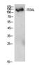 Integrin Subunit Alpha L antibody, STJ97273, St John