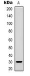 Inhibin Subunit Beta C antibody, abx133795, Abbexa, Western Blot image 
