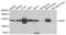 Alanyl-TRNA Synthetase antibody, LS-C409414, Lifespan Biosciences, Western Blot image 