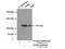 Alanyl-TRNA Synthetase antibody, 17394-1-AP, Proteintech Group, Immunoprecipitation image 