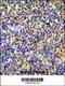 IKAROS Family Zinc Finger 1 antibody, 55-095, ProSci, Immunohistochemistry paraffin image 