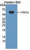 AUP1 Lipid Droplet Regulating VLDL Assembly Factor antibody, LS-C374415, Lifespan Biosciences, Western Blot image 