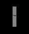 Interleukin 18 Binding Protein antibody, NBP2-11678, Novus Biologicals, Western Blot image 