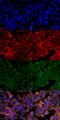 Malondialdehyde antibody, SMC-515D-A594, StressMarq, Immunofluorescence image 
