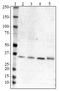 Apolipoprotein E antibody, 852701, BioLegend, Western Blot image 