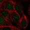 Pre-MRNA Processing Factor 38A antibody, NBP2-32385, Novus Biologicals, Immunofluorescence image 