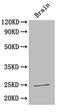 High Mobility Group Box 1 antibody, A51497-100, Epigentek, Western Blot image 