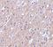 C1q And TNF Related 6 antibody, A12414-1, Boster Biological Technology, Immunohistochemistry frozen image 