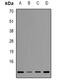 T Cell Leukemia/Lymphoma 1A antibody, orb382561, Biorbyt, Western Blot image 