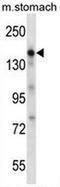 Epidermal Growth Factor antibody, AP51384PU-N, Origene, Western Blot image 