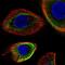 Keratin 5 antibody, NBP2-32470, Novus Biologicals, Immunofluorescence image 