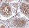DHHC-14 antibody, PA5-61135, Invitrogen Antibodies, Immunohistochemistry frozen image 