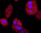 BCL2 antibody, NBP2-67182, Novus Biologicals, Immunocytochemistry image 
