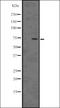 SAM And HD Domain Containing Deoxynucleoside Triphosphate Triphosphohydrolase 1 antibody, orb336574, Biorbyt, Western Blot image 