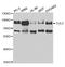 Cullin 2 antibody, LS-C333972, Lifespan Biosciences, Western Blot image 