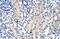 Aprataxin antibody, PA5-41687, Invitrogen Antibodies, Immunohistochemistry frozen image 