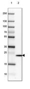 Transgelin 3 antibody, NBP2-37995, Novus Biologicals, Western Blot image 